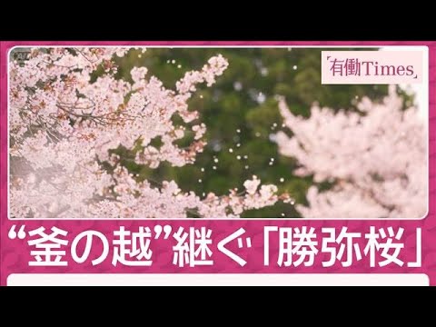 「命受け継ぐ親子桜」武将たちの伝説彩る 古典桜の里 山形“置賜さくら回廊”(2026年4月23日) サムネイル