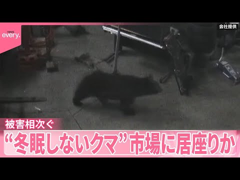 【クマ】宮城では猟友会の男性が死亡  市場に居座りか“冬眠しないクマ”  対策で「樹木伐採」無償実施する地域も サムネイル