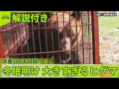 【体重300キロ超】“冬眠明け”ヒグマを捕獲…“大きすぎる”と驚きの声 サムネイル