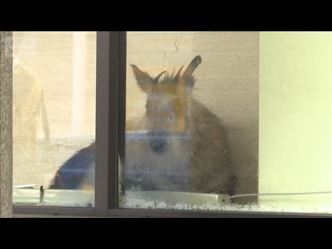 特別天然記念物カモシカ 銀行に侵入　新潟・柏崎市【スーパーJチャンネル】(2026年4月27日) サムネイル