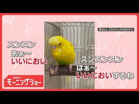 「はぁ～いいにおい～」「くっさ～」　連呼するインコさん　言葉の意味を理解してる？【羽鳥慎一モーニングショー】(2026… サムネイル