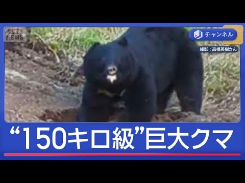 岩手で“150キロ級”巨大ツキノワグマが出没【スーパーJチャンネル】(2026年5月21日) サムネイル