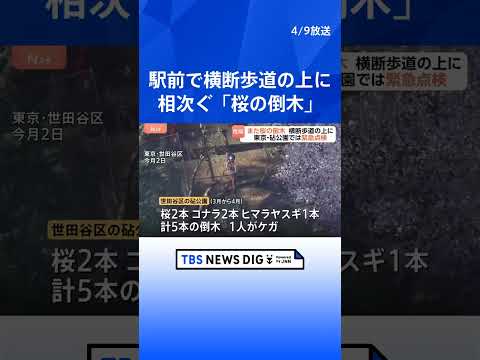 また倒木…今度は東京・国立市の駅前の桜、横断歩道をふさぐ　砧公園では樹木医による点検はじまる　都内で先月から相次ぐ｜T…