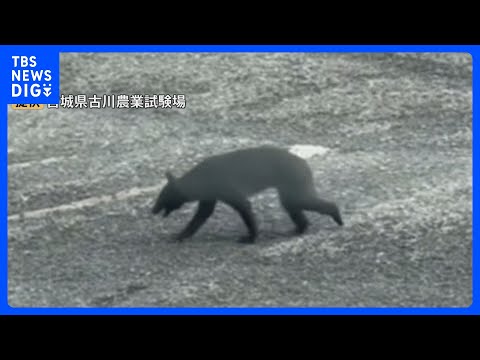 宮城の農業試験場にクマ 体長約1m　同じ日に2キロ離れた竹林でタケノコ採り中の女性がクマと遭遇し大けがも　大崎市｜TB… サムネイル