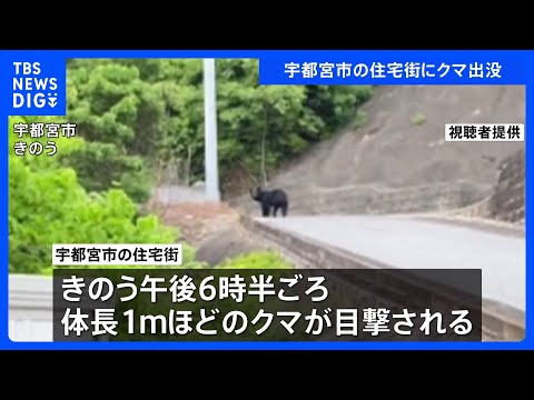 宇都宮市の住宅街でクマ目撃　体長1メートルほど　きょうも警察や猟友会などによる警戒活動｜TBS NEWS DIG サムネイル