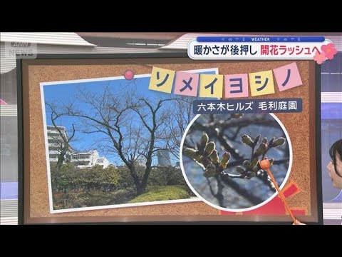 【関東の天気】南部で雨雲発生　あすには回復へ　暖かさが後押し　開花ラッシュへ【スーパーJチャンネル】(2026年3月1… サムネイル
