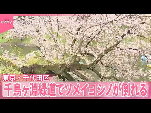 【千鳥ヶ淵緑道】ソメイヨシノ1本が倒れる  巡回するスタッフが発見、ケガ人なし  東京・千代田区