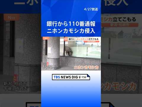 駅前の銀行内に「ニホンカモシカが立てこもり」　銀行から110番通報　新潟・JR柏崎駅前の繁華街　数時間後…麻酔吹き矢で…