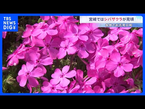 「すごく気持ちがいい」宮崎市でシバザクラ見ごろ　桜に似たピンク色の花を咲かせる｜TBS NEWS DIG