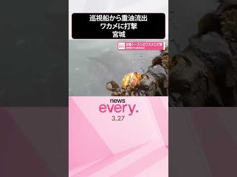 【重油流出】巡視船から油漏れ  収穫シーズンのワカメに打撃  shorts