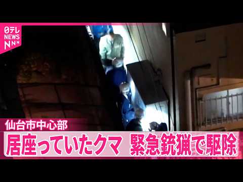 【クマ居座る】仙台市中心部の住宅地に  緊急銃猟で駆除  通報から14時間 サムネイル