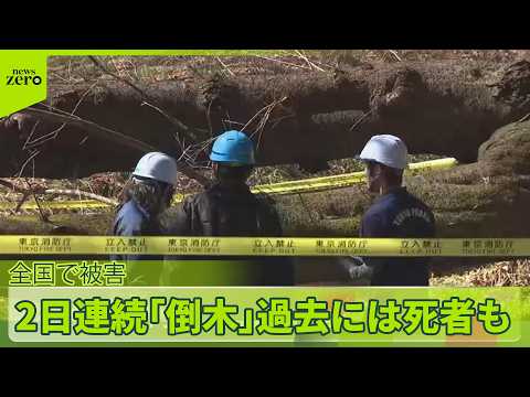 【倒木被害】“花見の名所”公園で2日連続…　「根腐れ」が原因か　女性が下敷きになりケガも サムネイル