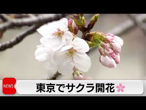 気象庁　東京のソメイヨシノ開花を発表　一週間程度で満開に サムネイル