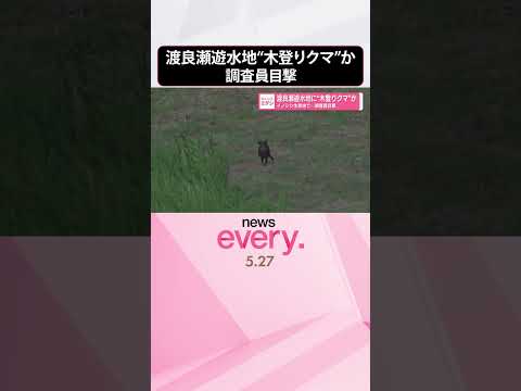 【“木登りクマ”か】イノシシ生息地の渡良瀬遊水地で調査員が目撃  shorts サムネイル