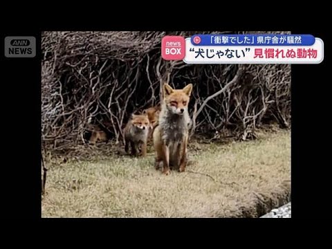 “犬じゃない”見慣れぬ動物　「衝撃でした」県庁舎が騒然【スーパーJチャンネル】(2026年5月5日) サムネイル