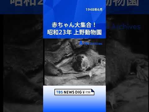 赤ちゃん大集合！ 昭和23年 上野動物園｜TBS NEWS DIG shorts サムネイル