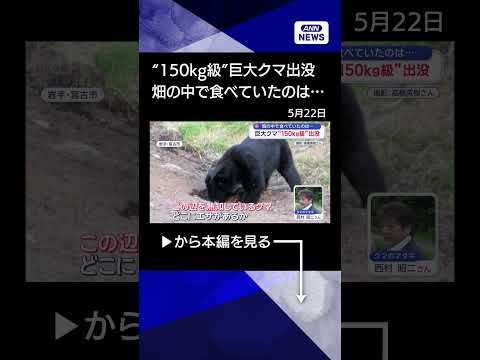【ニュース】岩手で“150キロ級”巨大ツキノワグマが出没【スーパーJチャンネル】(2026年5月21日) shorts サムネイル