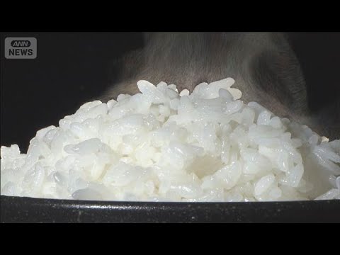 コメ食味ランキング 「特A」は43銘柄に増加　最上位7割は高温耐性品種(2026年2月27日) サムネイル