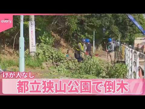 【倒木】20mコナラの木  車2台が接触もけが人なし  都立狭山公園 サムネイル