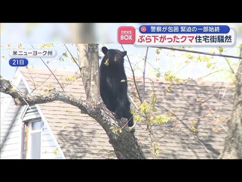ぶら下がったクマ 住宅街騒然　警察が包囲 緊迫の一部始終【スーパーJチャンネル】(2026年4月22日) サムネイル