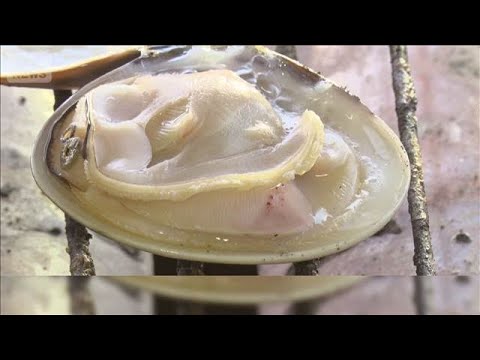鹿島灘ハマグリ密漁　潮干狩りのルール違反多発で「無法地帯」に　海保がパトロール【もっと知りたい！】【グッド！モーニング… サムネイル