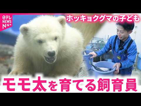【すくすく成長】おもちゃに夢中!? ホッキョクグマのモモ太育てる飼育員の仕事に密着　秋田　NNNセレクション サムネイル