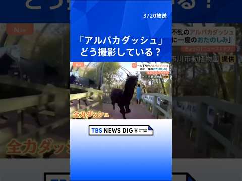 ニホンザルのパンチくんで大人気　市川市動植物園で週に1度のおたのしみ！ 一心不乱な「アルパカダッシュ」｜TBS NEW…