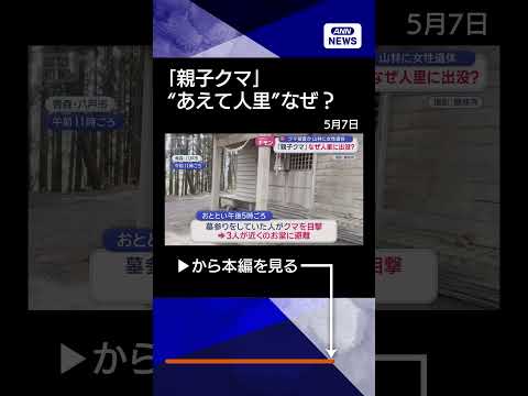 【ニュース】「親子クマ」人里に“あえて出没”なぜ？墓参り中に遭遇も shorts サムネイル