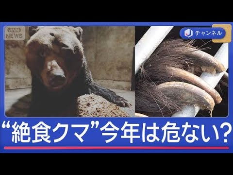 冬眠明けの“絶食クマ”は興奮状態で危険【スーパーJチャンネル】(2026年3月31日)