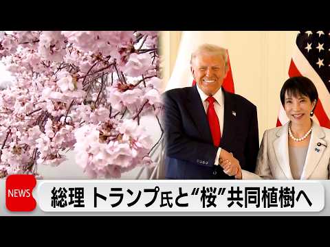 【独自】高市総理がトランプ氏と共同で「桜」を記念植樹へ　250本の桜の木を贈呈へ