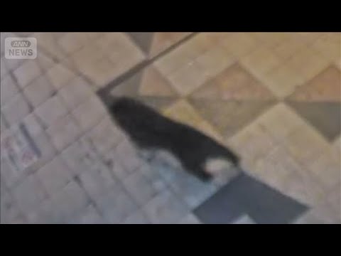 宇都宮中心部でクマ目撃情報相次ぐ　商店街駆け抜ける姿が防犯カメラに【もっと知りたい！】【グッド！モーニング】(2026… サムネイル