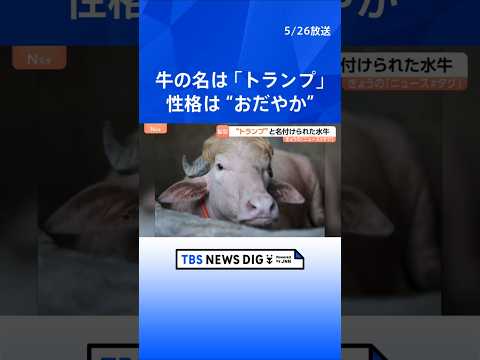 話題の水牛「名前はドナルド・トランプです」 特徴的な毛並みがあの髪型にそっくり！？バングラデシュ｜TBS NEWS D… サムネイル