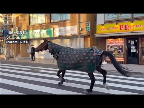 ウマが明治大学から脱走　約20分市内を走り回る　けが人なし(2026年1月5日) サムネイル