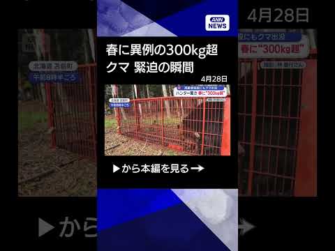 【ニュース】ハンター驚く“春に異例の300kg超クマ” 高齢者施設にもクマ“緊迫一部始終” shorts サムネイル