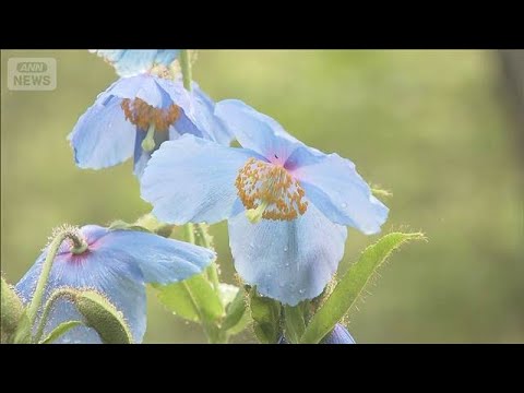 幻の青いケシの花が見ごろ ヒマラヤ山脈に自生　山梨・清里高原(2026年5月23日) サムネイル