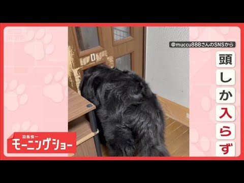 扉の向こうに行きたいワン　穴に頭をスポッ…だけど通れない　何度も試すのはなぜ？【羽鳥慎一モーニングショー】(2026年… サムネイル