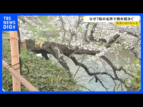 桜の木が根元から折れ…東京・千代田区の千鳥ヶ淵で倒木　世田谷区の砧公園でも｜TBS NEWS DIG