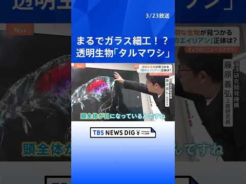 まるでガラス細工！？謎の透明生物がSNSで話題！異名は“海のエイリアン”その正体は？｜TBS NEWS DIG
