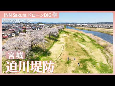 栗原市　迫川堤防の桜並木【JNN sakuraドローンDIG 2026】｜TBS NEWS DIG サムネイル