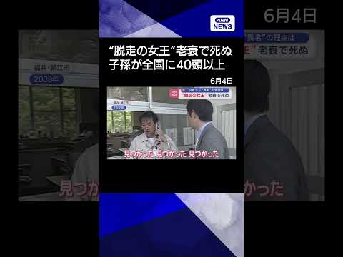 【ニュース】動物園の“脱走の女王”老衰で死ぬ　19歳で…“異名”の理由は shorts サムネイル