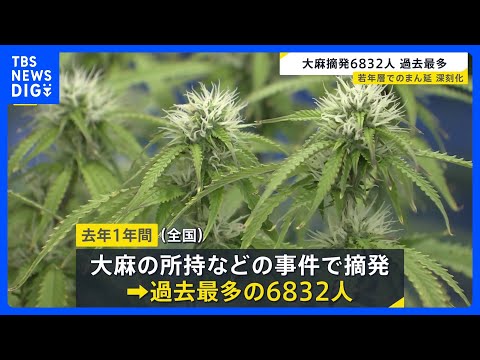 大麻めぐる摘発人数6832人で過去最多に 全体の7割以上が20代以下「SNSの普及で入手が簡単に」｜TBS NEWS…