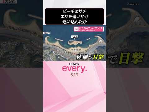 【サメ出没】エサを追いかけ迷い込んだか  ビーチにハンマーヘッドシャーク  大分市  shorts サムネイル