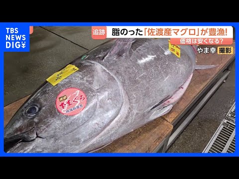 シーズンは6月なのに…佐渡産マグロがいま豊漁！脂がのって、春らしい香りも…関東で安く食べることはできるの？？｜TBS… サムネイル