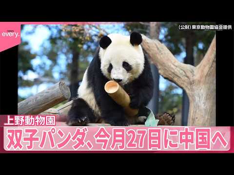 【速報】上野動物園の双子パンダ、今月27日に中国へ出発  東京都が正式発表  最終観覧日は25日