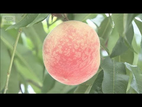 ハウス栽培のモモの収穫始まる　山梨・甲州市(2026年4月19日) サムネイル