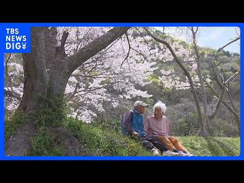 いくら季節が過ぎても…咲き誇るサクラと老夫婦の物語 「長く一緒に生きたい」認知症の妻を支える夫と子どもたちが下した決断… サムネイル