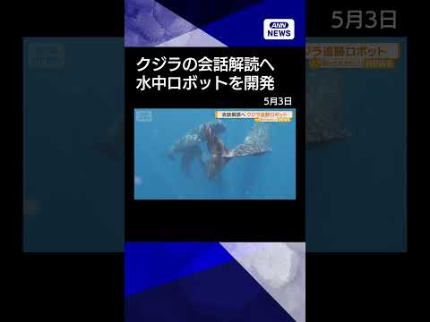 【ニュース】マッコウクジラの会話解読へ　長時間観察できる水中ロボットを開発【知っておきたい！】【グッド！モーニング】(… サムネイル