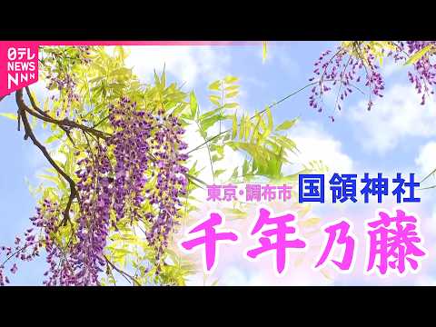 【癒しの藤】神社境内で春の光に揺れる藤の花  2026春 サムネイル