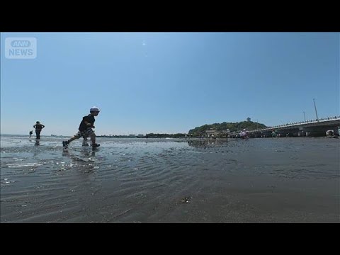 江の島のトンボロ現象　海の中から道が出現　日本のモンサンミッシェルに(2026年5月18日)