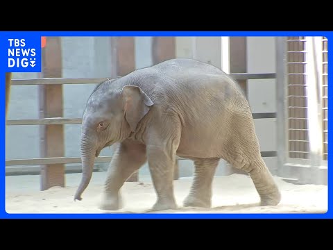 アメリカ・ワシントンの動物園でアジアゾウの赤ちゃん一般公開　この動物園で絶滅危惧種指定のアジアゾウ誕生は25年ぶり　生…